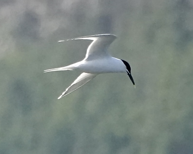 sandwich tern